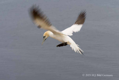 Vogelfelsen Helgoland_38