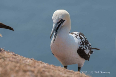 Vogelfelsen Helgoland_3