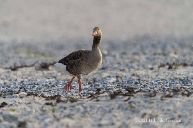 Vogelfelsen Helgoland_40