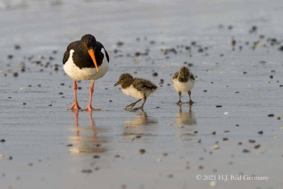 Vogelfelsen Helgoland_42