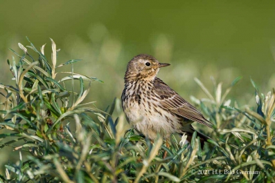 Vogelfelsen Helgoland_43