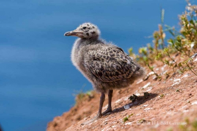 Vogelfelsen Helgoland_44