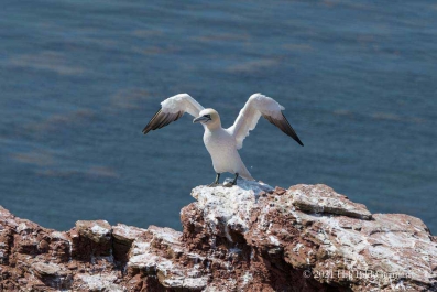 Vogelfelsen Helgoland_45