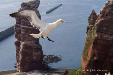 Vogelfelsen Helgoland_47