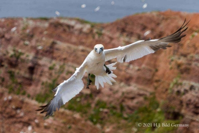 Vogelfelsen Helgoland_48