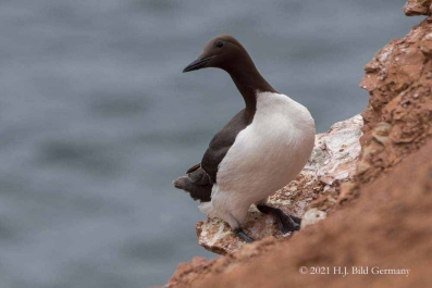 Vogelfelsen Helgoland_4
