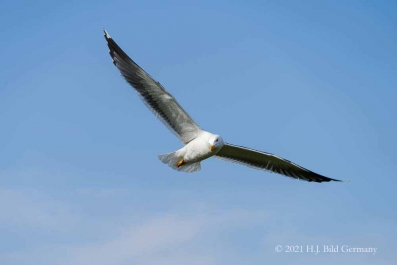 Vogelfelsen Helgoland_50