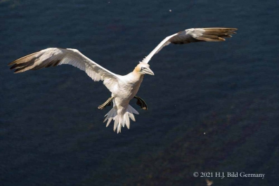 Vogelfelsen Helgoland_51