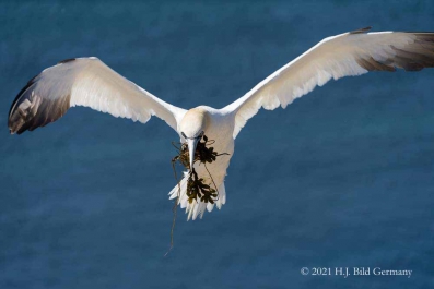 Vogelfelsen Helgoland_52