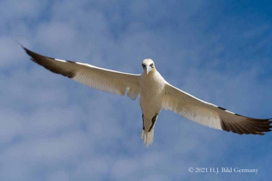 Vogelfelsen Helgoland_54