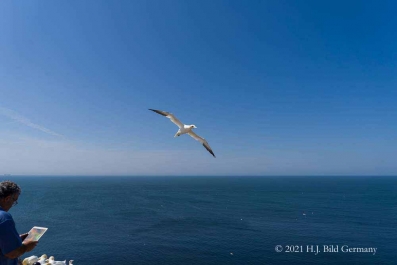 Vogelfelsen Helgoland_55