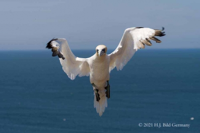 Vogelfelsen Helgoland_56