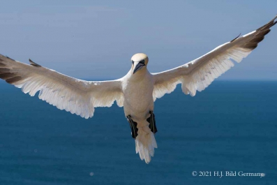Vogelfelsen Helgoland_57