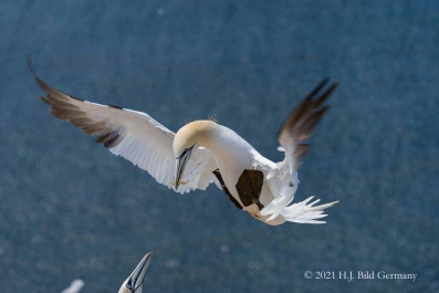 Vogelfelsen Helgoland_59