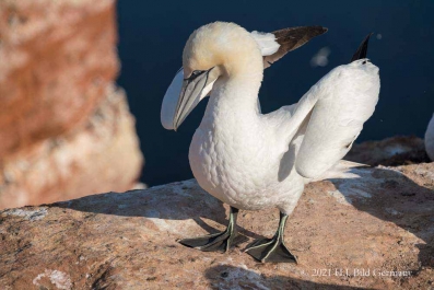 Vogelfelsen Helgoland_5