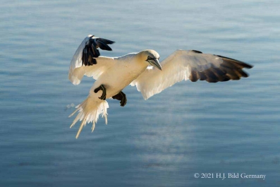Vogelfelsen Helgoland_61