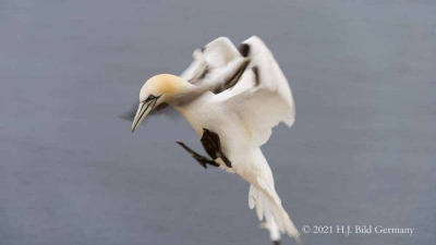 Vogelfelsen Helgoland_62