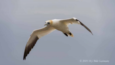 Vogelfelsen Helgoland_63