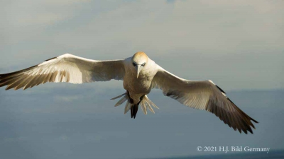 Vogelfelsen Helgoland_64