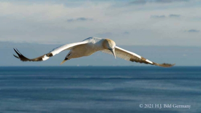Vogelfelsen Helgoland_66