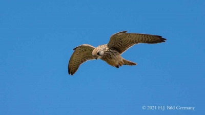 Vogelfelsen Helgoland_67