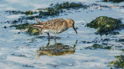 Vogelfelsen Helgoland_68