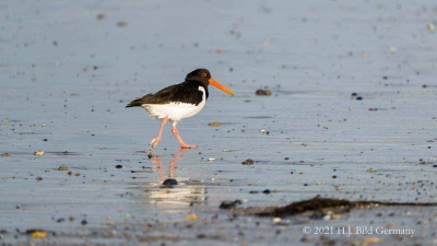 Vogelfelsen Helgoland_69