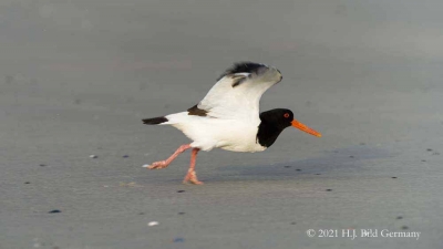 Vogelfelsen Helgoland_70
