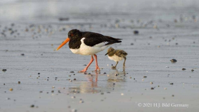 Vogelfelsen Helgoland_71