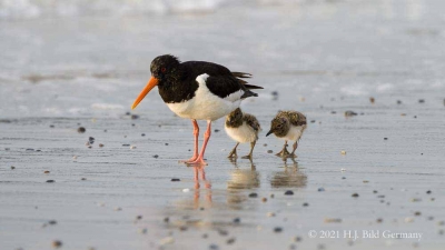 Vogelfelsen Helgoland_72