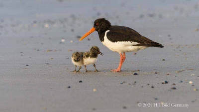Vogelfelsen Helgoland_73