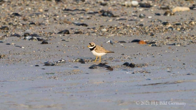 Vogelfelsen Helgoland_74