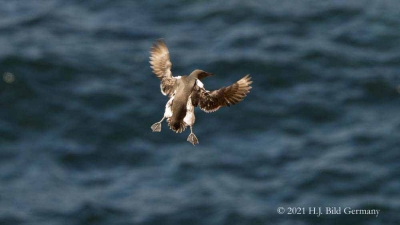 Vogelfelsen Helgoland_76