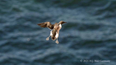 Vogelfelsen Helgoland_77