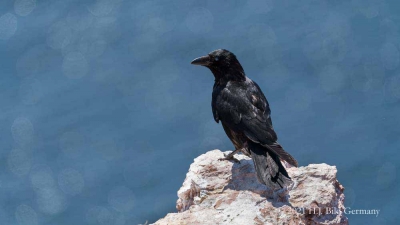Vogelfelsen Helgoland_78