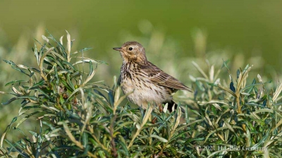 Vogelfelsen Helgoland_79
