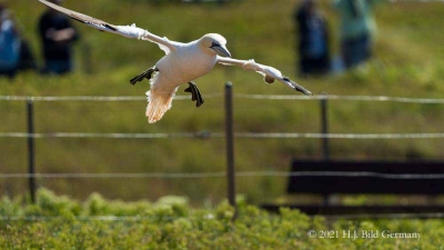Vogelfelsen Helgoland_80