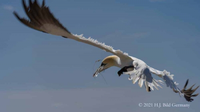 Vogelfelsen Helgoland_81