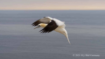 Vogelfelsen Helgoland_84
