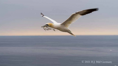 Vogelfelsen Helgoland_85
