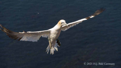 Vogelfelsen Helgoland_88