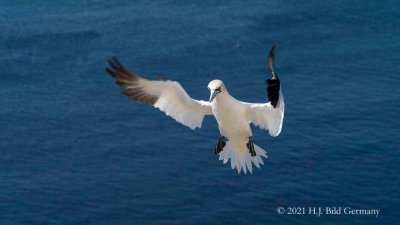 Vogelfelsen Helgoland_89