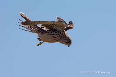 Vogelfelsen Helgoland_8