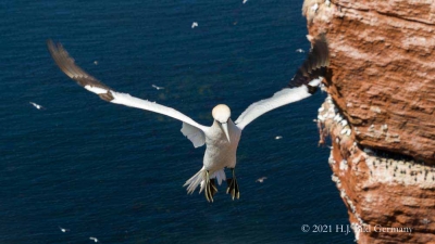 Vogelfelsen Helgoland_90