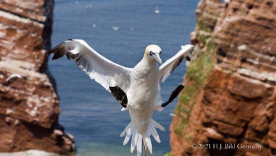 Vogelfelsen Helgoland_91