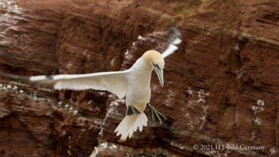 Vogelfelsen Helgoland_92