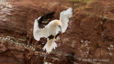 Vogelfelsen Helgoland_93