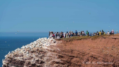 Vogelfelsen Helgoland_95