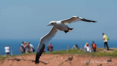 Vogelfelsen Helgoland_96