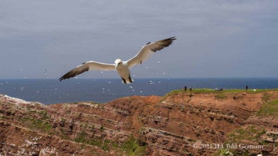 Vogelfelsen Helgoland_97